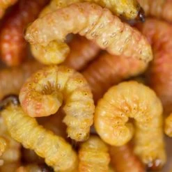 No Brand Appâts Vivants De Pêche, Vers De Tébos (10/15 Quantités Environ)