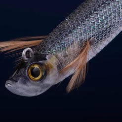 Turlutte Ultra Coulante TYP RUN EBIFISH 3.0/120 Naturel Mullet Pêche Calamar -Célèbre Pêche Magasin turlutte ultra coulante typ run ebifish 30120 naturel mullet peche calamar 2